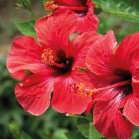 Hibisco - Imagen 3