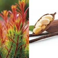 Dulce Emoción