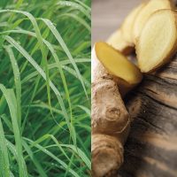 lemongrass jengibre
