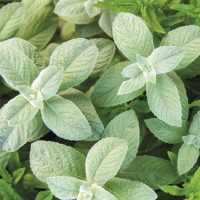 menta blanca