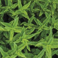 menta negra