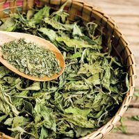 hojas de Stevia