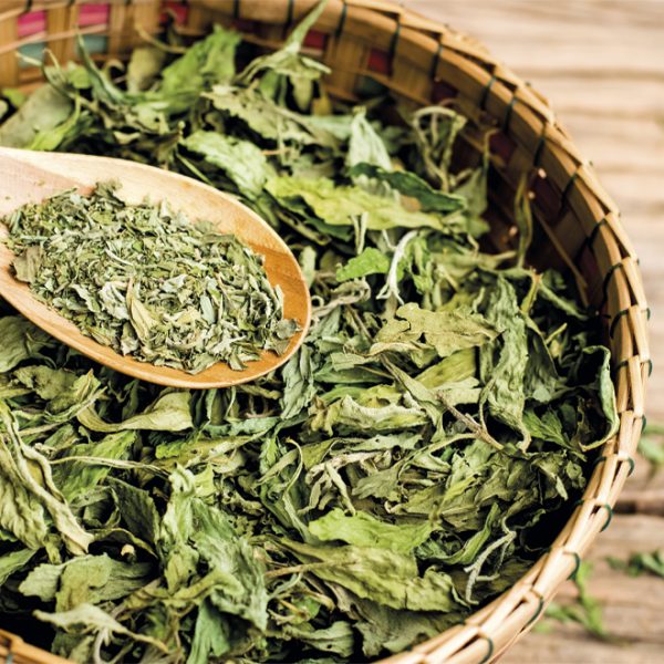 hojas de Stevia