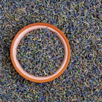 Lavanda Flores