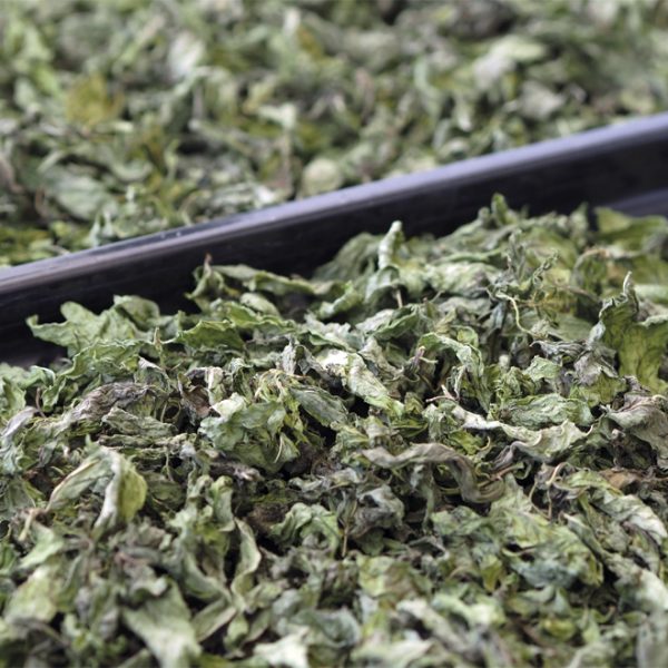 Menta Negra Planta