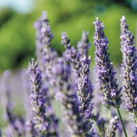 Lavanda - Imagen 3