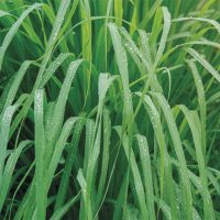 planta lemongrass