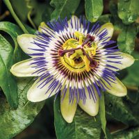 Pasiflora - Imagen 3