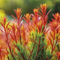 Rooibos - Imagen 3