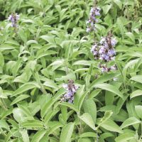 Planta Salvia