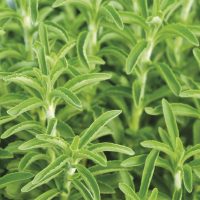 Hojas de Stevia - Imagen 3