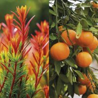 rooibos naranja infusion mix